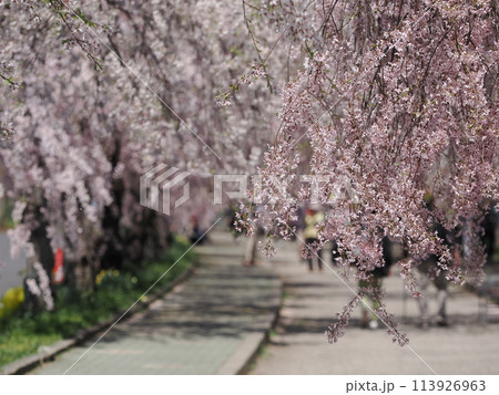 福島県喜多方市日中線のしだれ桜 福島県喜多方市日中線のしだれ桜 113926963