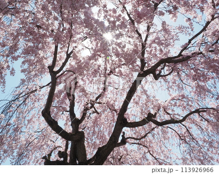 福島県喜多方市日中線のしだれ桜 福島県喜多方市日中線のしだれ桜 113926966