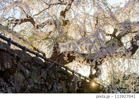 朝日を受け光り輝く御滝桜　弘前城　青森県 113927041