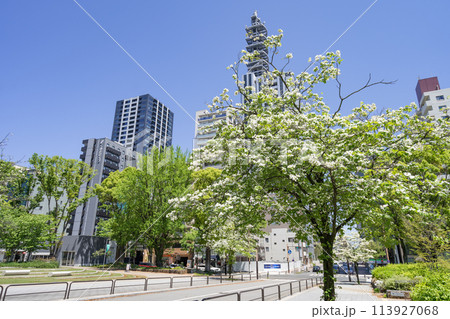 名古屋　栄　久屋大通公園（Hisaya-odori Park ）魚ノ棚通のハナミヅキ　　 113927068