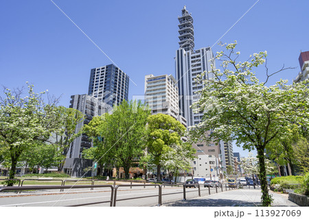 名古屋 栄 久屋大通公園(Hisaya-odori Park )魚ノ棚通のハナミヅキ 名古屋 栄 久屋大通公園(Hisaya-odori Park )魚ノ棚通のハナミヅキ 113927069