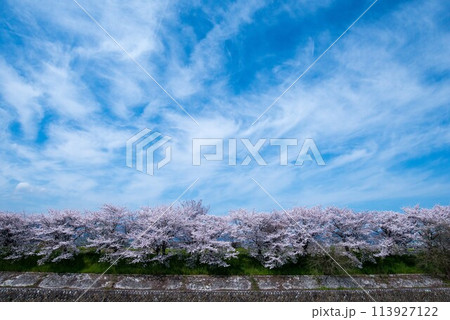 春の青空と白い雲と桜 春の青空と白い雲と桜 113927122