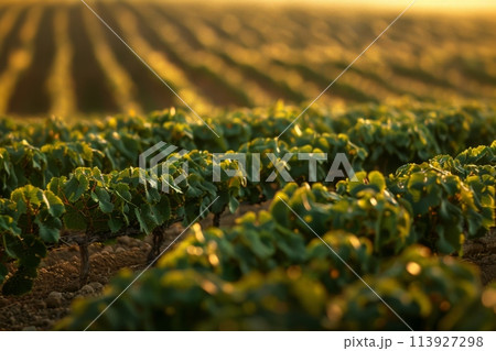 Sunset rays over lush vineyard rows in serene countryside 113927298