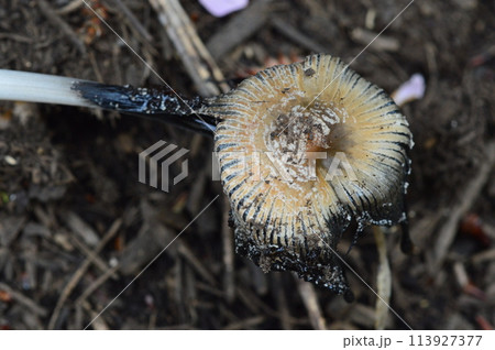 多摩　八王子　春の長沼公園はこんな感じ 113927377