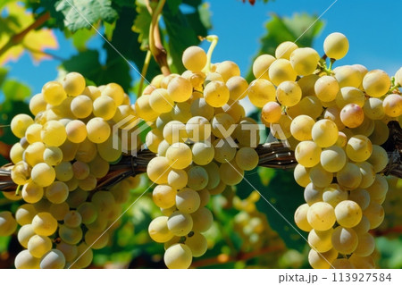Ripe white grapes hanging from lush vines in sunlight Ripe white grapes hanging from lush vines in sunlight 113927584