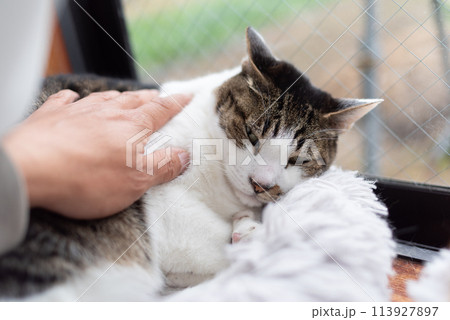 猫を撫でる　キジトラ猫 113927897