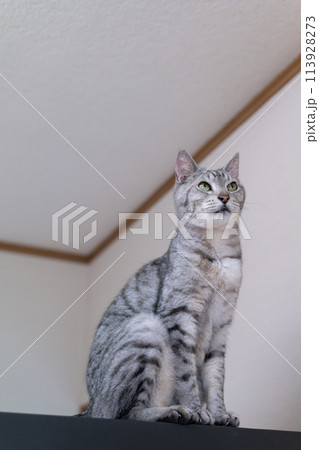 見つめる猫　サバトラ猫 113928273