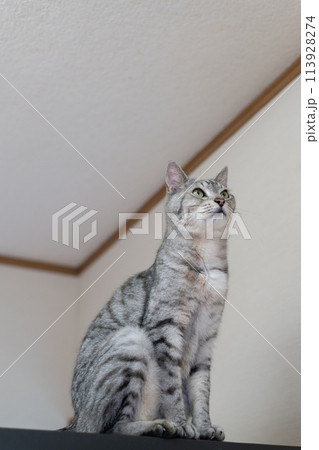 見つめる猫　サバトラ猫 113928274