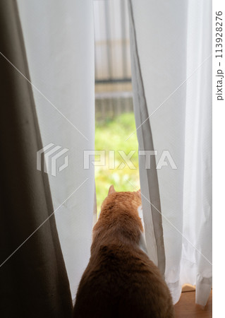窓の外を見つめる猫　茶トラ白 113928276