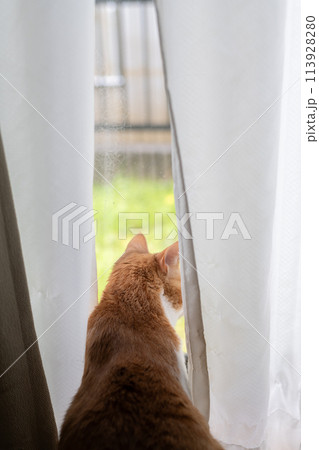 窓の外を見つめる猫　茶トラ白 113928280