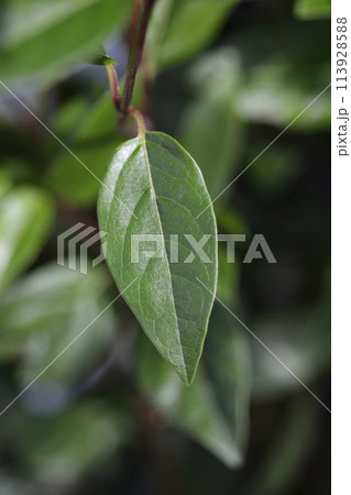 Laurustinus Ladybird 113928588