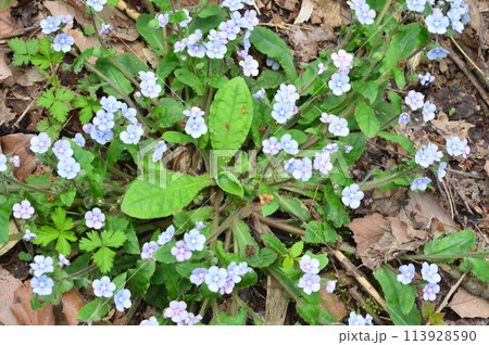 都立長沼公園の春の植物 113928590