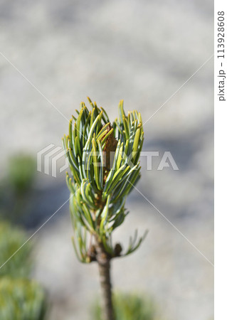 Japanise White Pine Blue Angel 113928608
