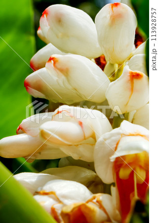 Ethereal Beauty of Alpinia Uraiensis in Bloom. Ethereal Beauty of Alpinia Uraiensis in Bloom. 113928757