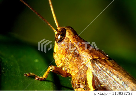 Golden Grasshopper on Green Leaf. 113928758