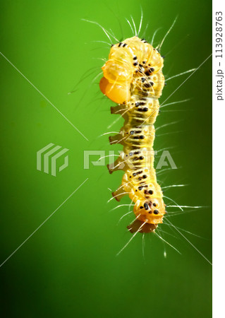 Vibrant Tussock Moth Larvae in Natural Habitat. Vibrant Tussock Moth Larvae in Natural Habitat. 113928763