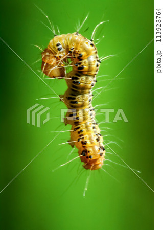 Vibrant Tussock Moth Larvae in Natural Habitat. Vibrant Tussock Moth Larvae in Natural Habitat. 113928764