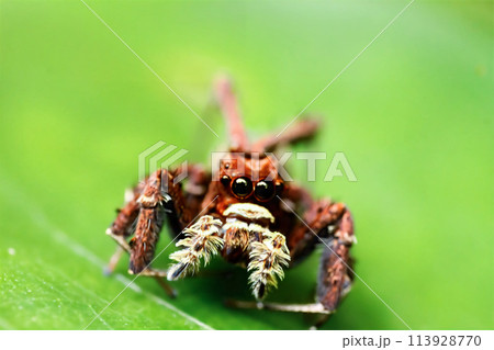 Vibrant Portia Labiata Spider in Natural Habitat. 113928770