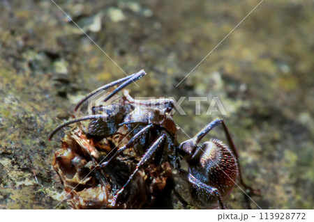 Detailed Close-Up of Polyrhachis Dives Ant in Natural Habitat. Detailed Close-Up of Polyrhachis Dives Ant in Natural Habitat. 113928772