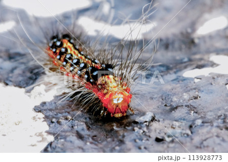 Vibrant Tussock Moth Larvae in Natural Habitat. Vibrant Tussock Moth Larvae in Natural Habitat. 113928773