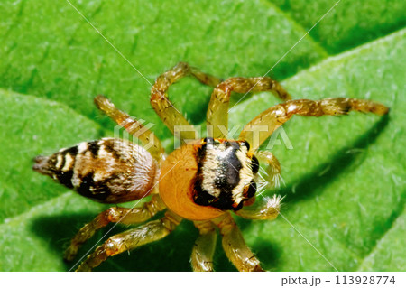 Detailed Close-Up of Plexippus Paykulli in Natural Habitat. 113928774