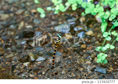 Anotogaster Klossi Dragonfly in Natural Habitat. Anotogaster Klossi Dragonfly in Natural Habitat. 113928777