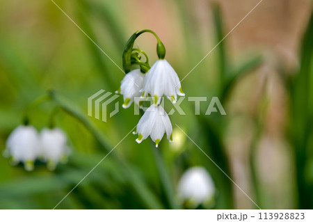 スノーフレーク 113928823