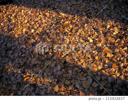 秋の夕暮れ 落葉したイチョウの絨毯と樹々の影 113928837