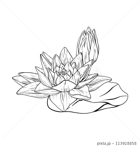 Buds Lotus and leaves in line art style. Black outline vector Illustration tropical Water Lily and Leaves. Hand Drawn Sketch Flowers for invitations, print and design Buds Lotus and leaves in line art style. Black outline vector Illustration tropical Water Lily and Leaves. Hand Drawn Sketch Flowers for invitations, print and design 113928858