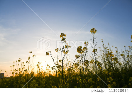 夕陽に照らされる菜の花 夕陽に照らされる菜の花 113928954