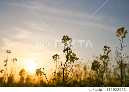 夕陽に照らされる菜の花 113928958