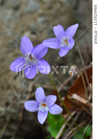 多摩丘陵沿いの町はこんな感じ 多摩丘陵沿いの町はこんな感じ 113929466