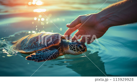 A conservationist releases a turtle into the ocean, representing positive conservation impact on marine life. 113929928
