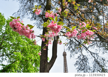 パリ、フランス。トロカデロ広場に咲く桜とエッフェル塔。2024年4月14日撮影。 パリ、フランス。トロカデロ広場に咲く桜とエッフェル塔。2024年4月14日撮影。 113930423