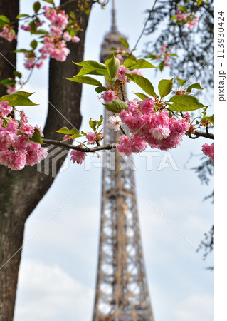 パリ、フランス。トロカデロ広場に咲く桜とエッフェル塔。2024年4月14日撮影。 パリ、フランス。トロカデロ広場に咲く桜とエッフェル塔。2024年4月14日撮影。 113930424