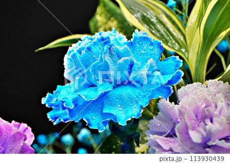 美しさと瑞々しさを兼ね備えた青と紫のカーネンション 美しさと瑞々しさを兼ね備えた青と紫のカーネンション 113930439