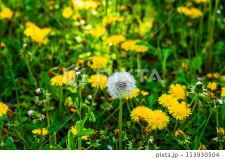 タンポポ 113930504