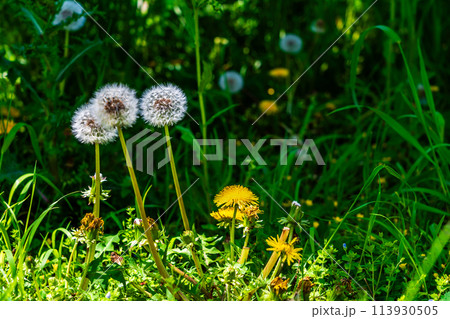 タンポポ 113930505