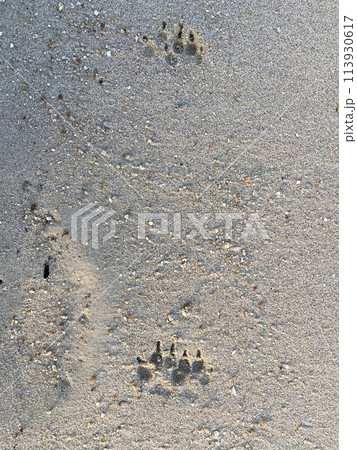 Footprints on the sand on the beach, closeup of photo Footprints on the sand on the beach, closeup of photo 113930617