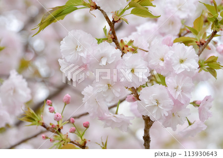 八重桜 八重桜 113930643