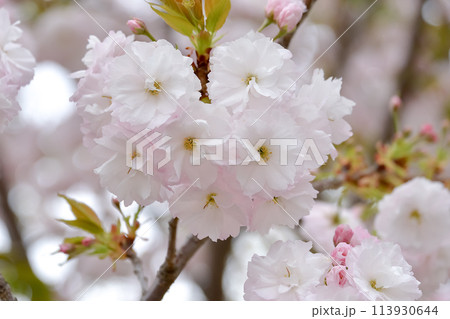 八重桜 八重桜 113930644