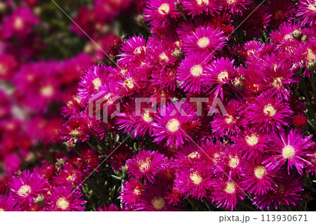 春4月赤く咲くバクヤギクの花 113930671