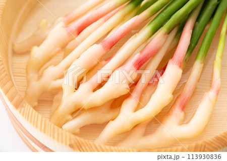 白バックの葉生姜（静岡久能産） 113930836