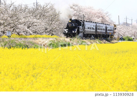真岡鐵道「北真岡の桜と菜の花風景を走るSLもおか号」 113930928
