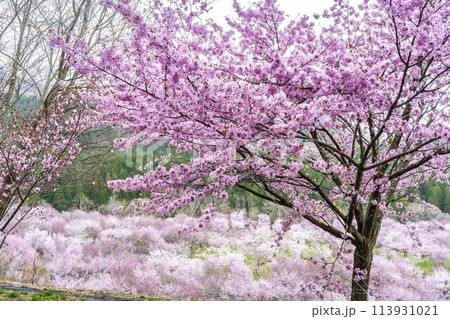 春の桜峠 満開のオオヤマザクラ 福島県北塩原村 春の桜峠 満開のオオヤマザクラ 福島県北塩原村 113931021