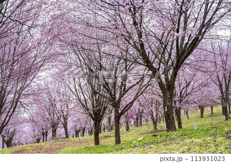 春の桜峠　満開のオオヤマザクラ　福島県北塩原村 113931023