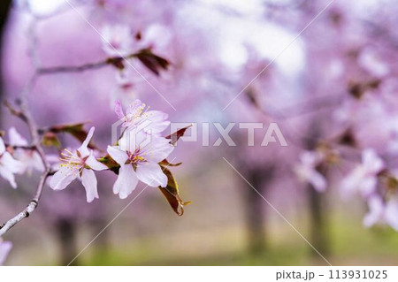 春の桜峠　満開のオオヤマザクラ　福島県北塩原村 113931025