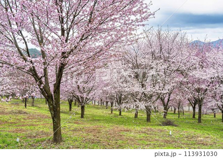 春の桜峠 満開のオオヤマザクラ 福島県北塩原村 春の桜峠 満開のオオヤマザクラ 福島県北塩原村 113931030