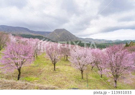 春の桜峠　満開のオオヤマザクラ　福島県北塩原村 113931033
