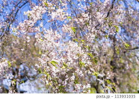 春の桜並木 日中線のしだれ桜 福島県喜多方市 春の桜並木 日中線のしだれ桜 福島県喜多方市 113931035
